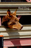 Oxford Bookworms 2. Red Dog MP3 Pack. Louise Bernières (Oxford University Press España, S.A.) 9780194204330