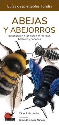ABEJAS Y ABEJORROS - 9788418458576