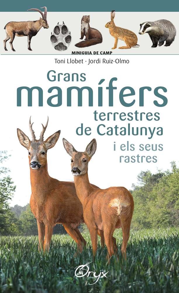 GRANS MAMIFERS TERRESTRES DE CATALUNYA I ELS SEUS RASTRES - 9788490347881