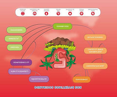 EXPLORA 5AÑOS CICLO CHIQUICHEF NIVEL 3 19 | AA,VV | 9788491820994 (Sm)