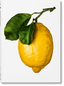 The Gourmand's Lemon: A Collection of Stories and Recipes