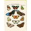 Cuaderno A5 Lámina Mariposas Vintage Pictura