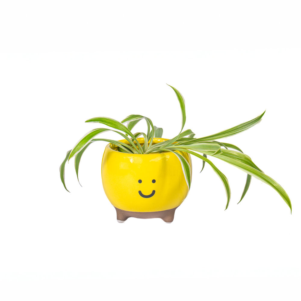 JARDINERA FELIZ AMARILLA | SASS & BELLE | 1 UNIDAD | 5055259283402 Imagen principal del producto