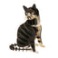 Maqueta de papel 3D Gato - Widdop