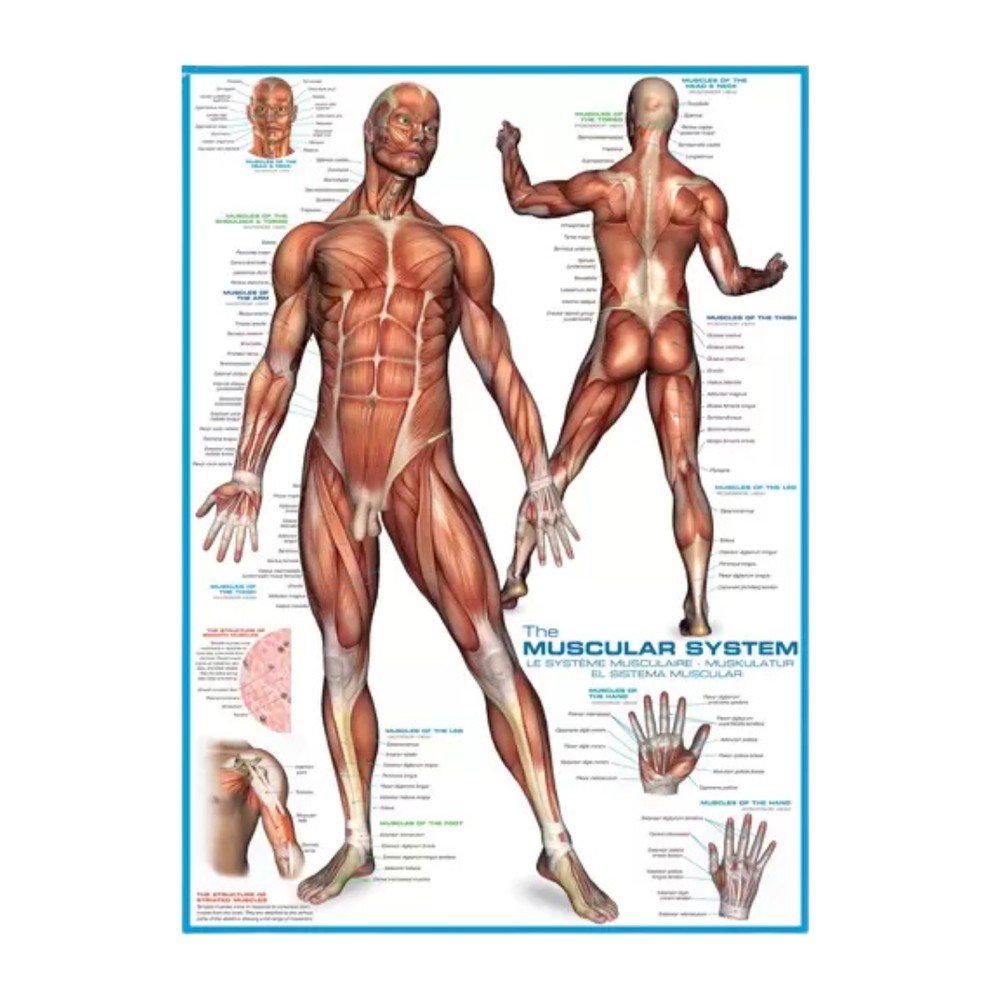 Puzzle Sistema Muscular 1000 piezas Eurographics