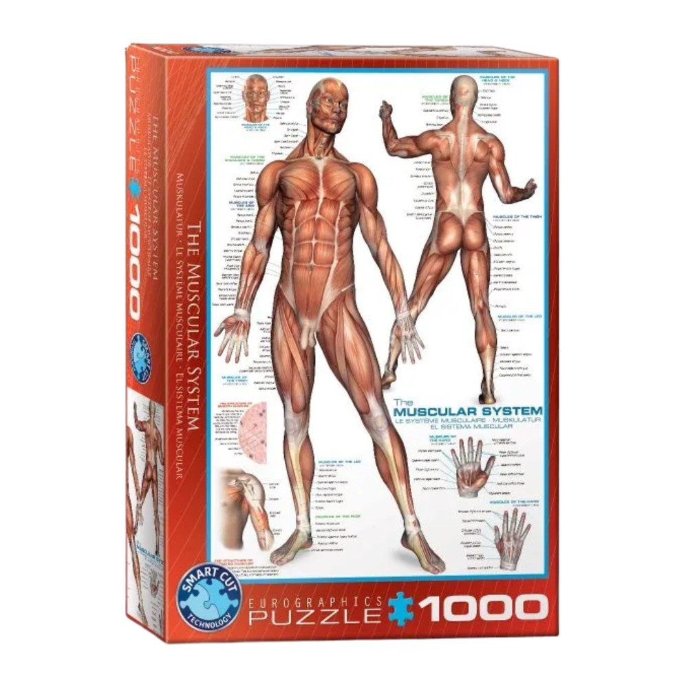 Puzzle Sistema Muscular 1000 piezas Eurographics