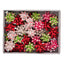 Caja 50 Cocas Estrellas 65 mm Elfo Navidad Brizzolari
