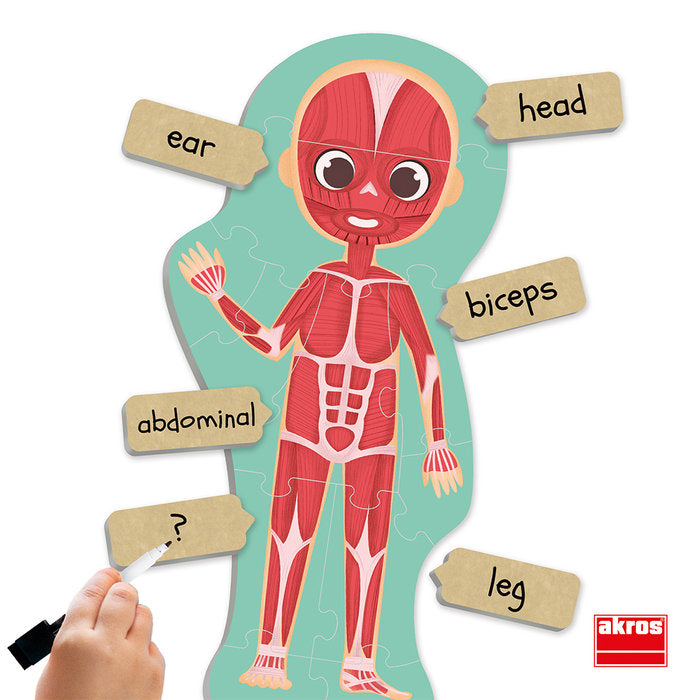 MAXI-PUZLES DESCUBRE E IDENTIFICA EL CUERPO HUMANO | AKROS | 1 UNIDAD | 8426804302508 Imagen principal del producto