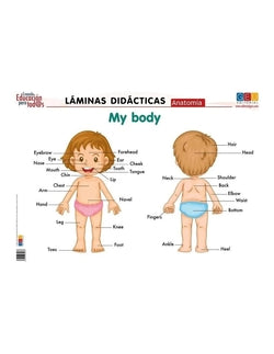 Anatomia.my Body (laminas Didacticas) (Geu) - 8436548130237