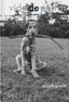 VIDA DE PERROS - 9781838669744
