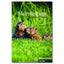 Murmeltiere - Buch (Max Hueber Verlag) - 9783192195976