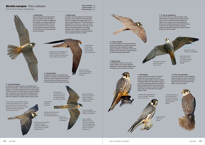 AVES DE EUROPA IDENTIFICACION DE TODAS LAS ESPECIES Y PLUMA - 9788416728657 Imagen principal del producto