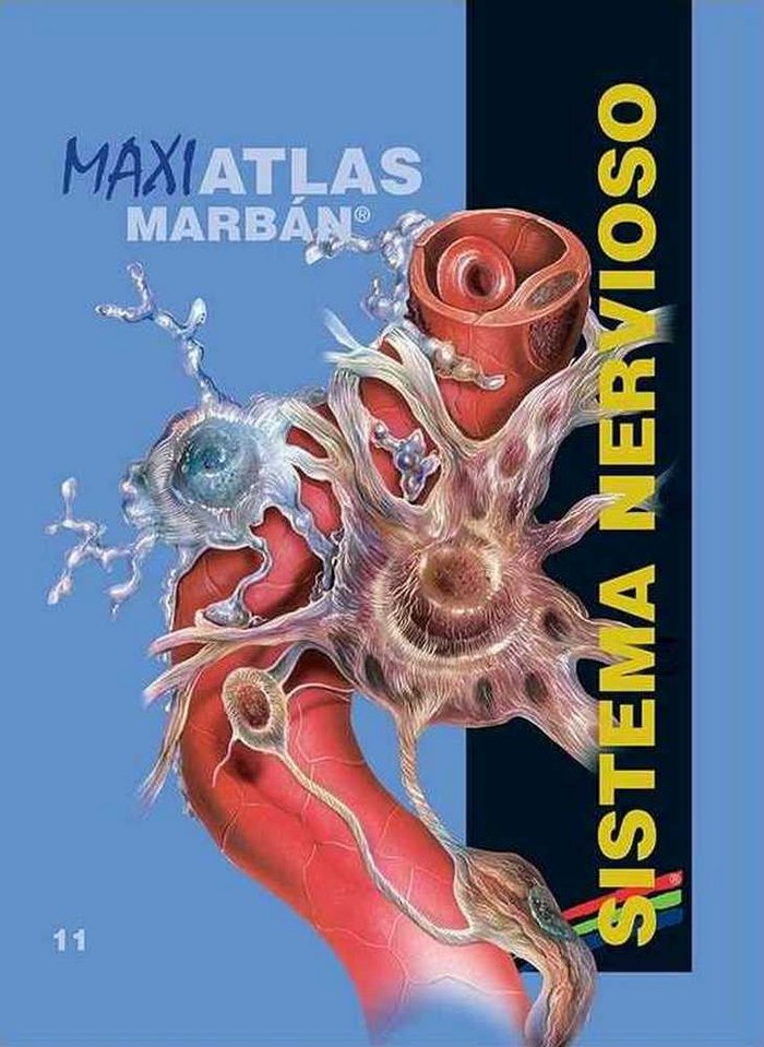 MAXI ATLAS SISTEMA NERVIOSO T11 - 9788417184155 Imagen principal del producto