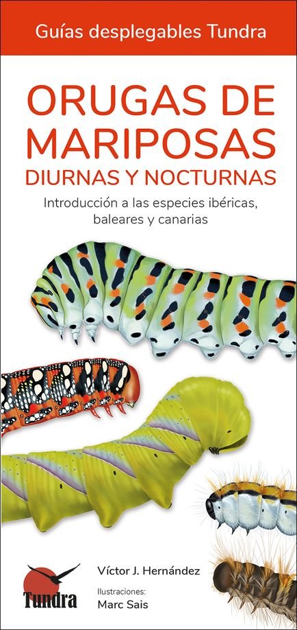 ORUGAS DE MARIPOSAS GUIAS DESPLEGABLES TUNDRA - 9788418458613 Imagen principal del producto