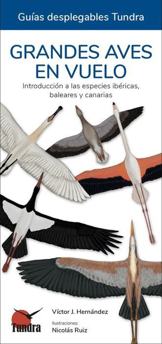 GRANDES AVES EN VUELO GUIAS DESPLEGABLES TUNDRA - 9788418458682 Imagen principal del producto