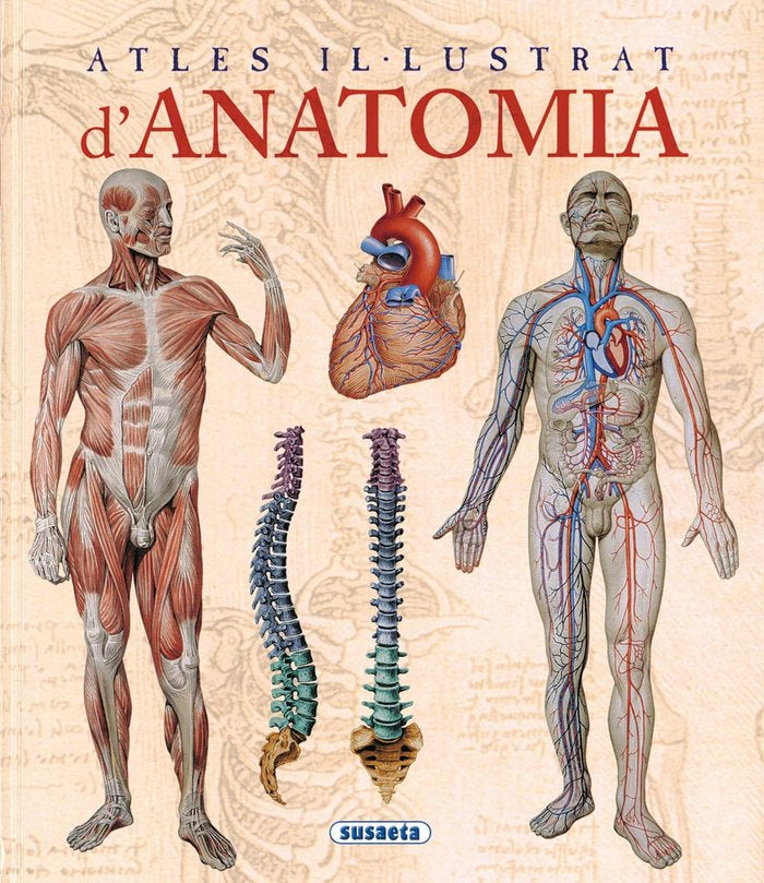 ATLES ILLUSTRAT DANATOMIA - 9788467702101 Imagen principal del producto