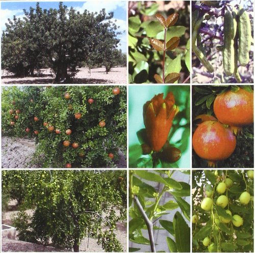 TRATADO DE FRUTICULTURA PARA ZONA ARIDAS Y SEMIARI - 9788484761112 Imagen principal del producto