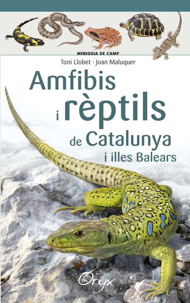 AMFIBIS I REPTILS DE CATALUNYA - 9788490346792 Imagen principal del producto
