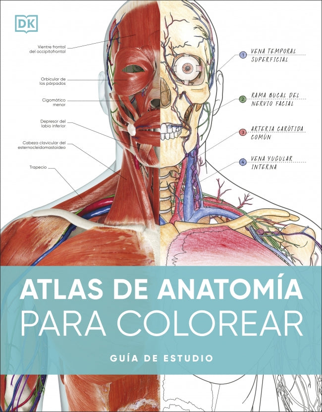 Atlas de anatomía para colorear: Guía de estudio Imagen principal del producto